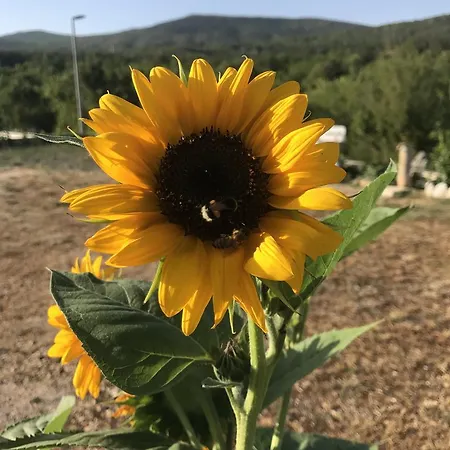Κάμπινγκ Camping Biokovo 3*